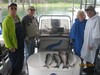 (06/08/2014) - Nice Striped Bass